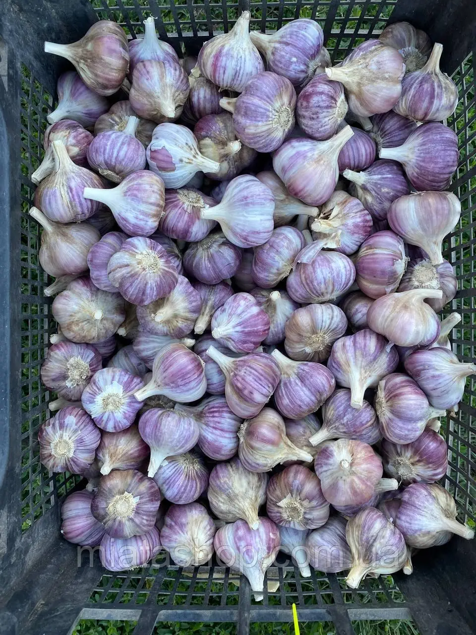 Ajo Morado Nacional (Calidad Extra)