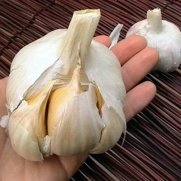 Ajo Criollo Blanco Seleccionado